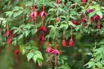 Fuchsia