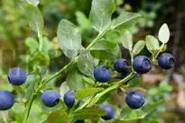 Blåbær
