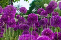 Allium