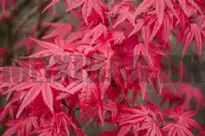 Japansk løn / ahorn