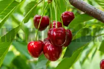 Kirsebær (frugttræ)