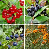 Surbundsbed > Spiseligt