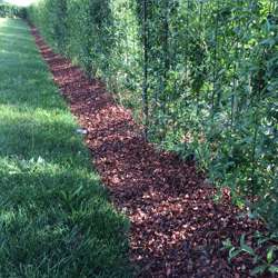 Cocoa Mulch (2000 liters)