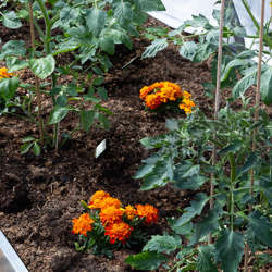Greenhouse Soil (3000 liters)