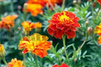 Fløjlsblomst (Tagetes)