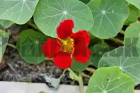 Blomsterkarse (Tallerkensmækker)