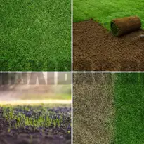 Græsplæne - plænegræs - rullegræs