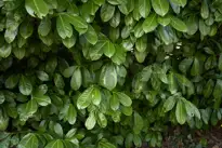 Kirsebærlaurbær (Laurbærkirsebær)