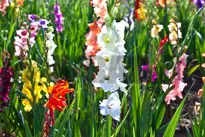 Sværdlilje (Gladiolus)