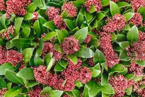 Skimmia