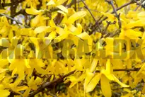 Forsythia