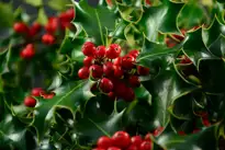 Kristtorn / Kristtjørn