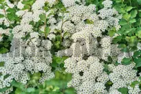 Spirea (Spiræa)