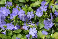 Jordbærblomst (Vinka)