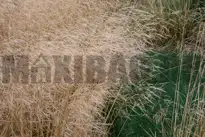 Mosebunke (Mose-bunke)