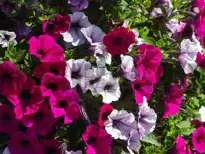 Have-petunia (Petunia)
