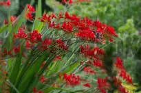 Montbretia