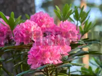 Rhododendron