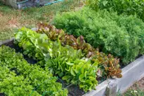 Køkkenhave (Nyttehave)