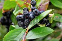 Surbær (Aronia)