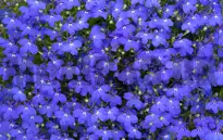 Kantlobelia