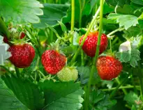 Jordbær, fl.